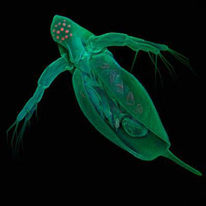 Daphnia pulex