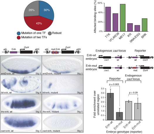 Vielfaltig's TAGteam motif is a key component of early transcriptional regulation